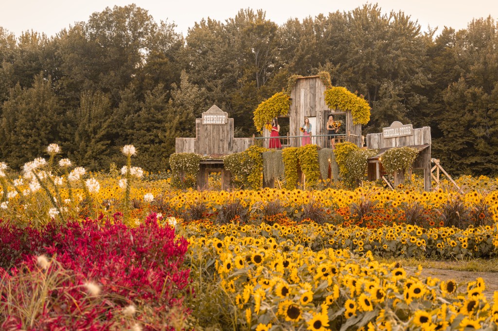 Les Tournesols en fleurs, un événement unique au Québec ! •